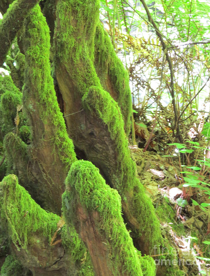 Green Moss Photograph by Mary Mikawoz