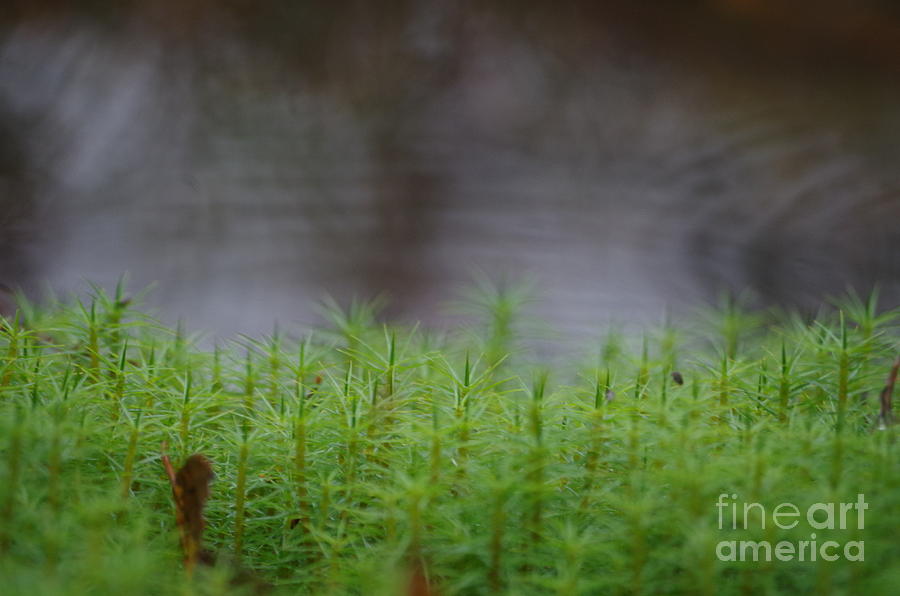 Nature Photograph - Female green moss expression by MJG Products and photo gallery