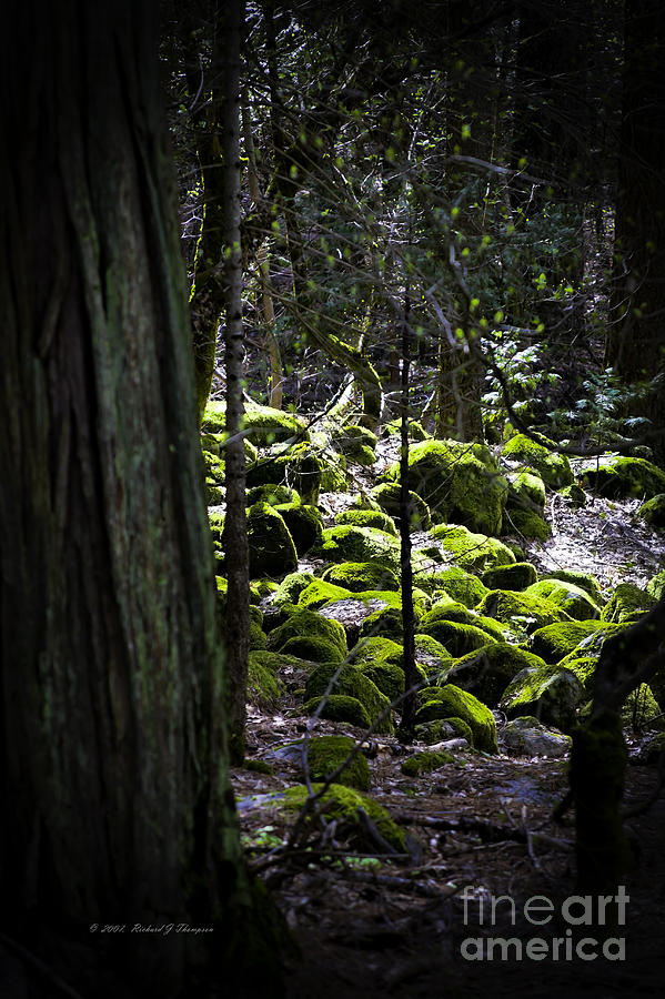 Green Moss On Rocks Photograph by Richard J Thompson 