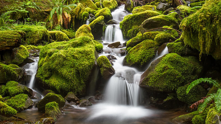 Green moss stream in Olympic National park Photograph by Pierre Leclerc Photography