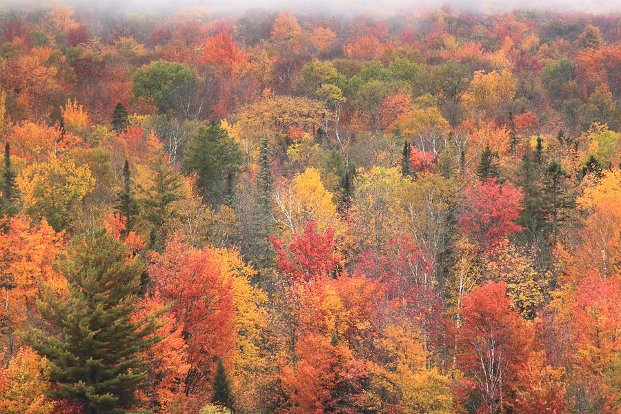 Green Mountain Fall Foliage Photograph by John Burk