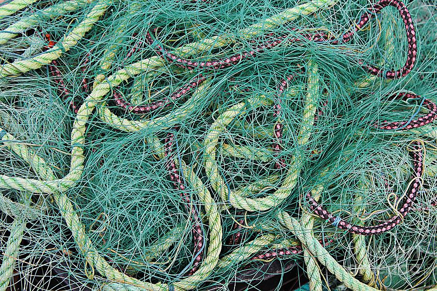 Green Nets and Ropes - Fishing - Good Catch of Fish Photograph by Barbara A Griffin