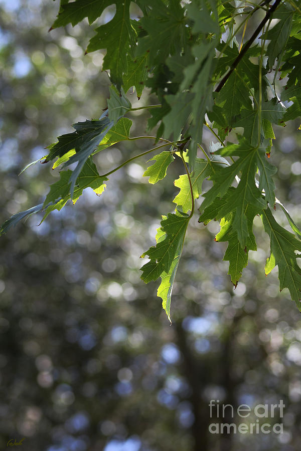 Green Oak Leaves Photograph by Ella Kaye Dickey