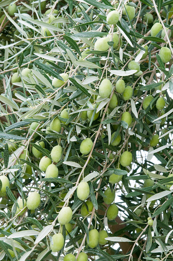 Green Olives Photograph by Roy Pedersen