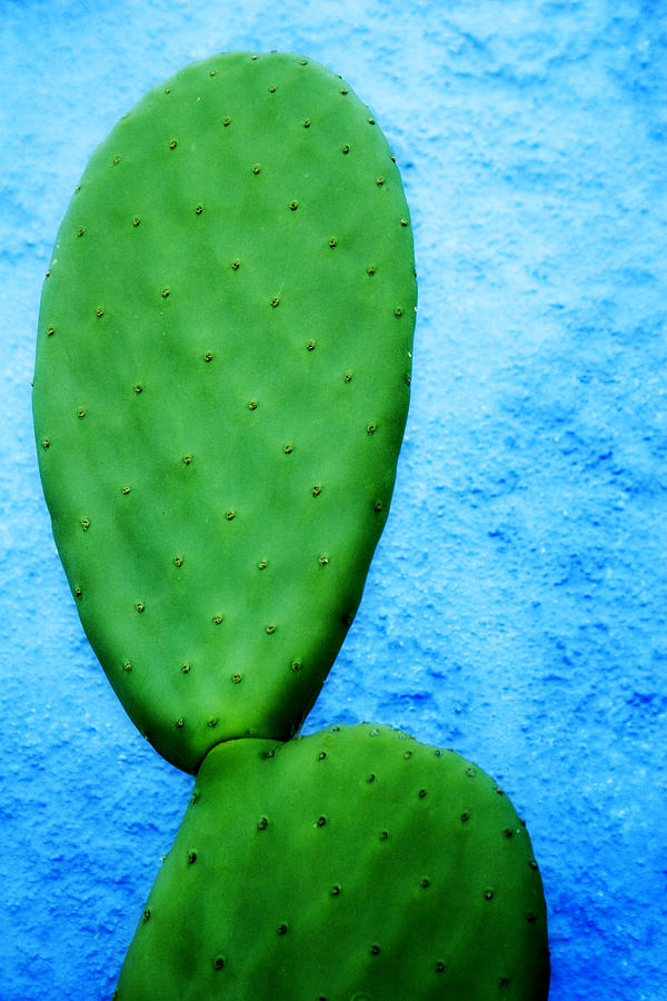 Tucson Photograph - Green on Blue by Carol Leigh
