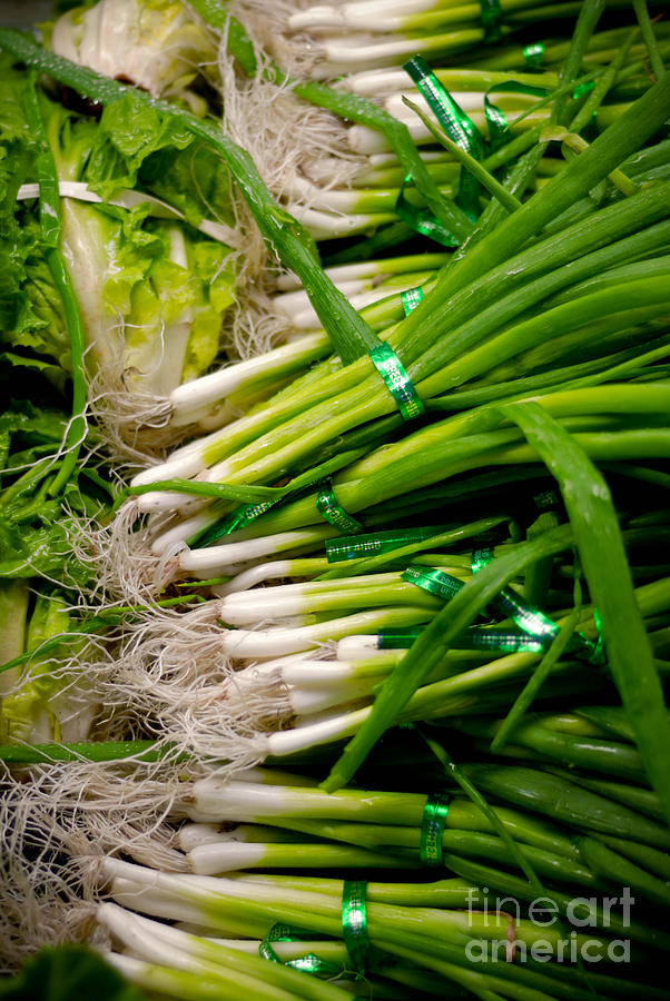 Onion Photograph - Green Onions by Amy Cicconi