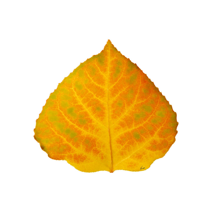 Aspen Leaf Digital Art - Green Orange and Yellow Aspen Leaf 2 by Agustin Goba