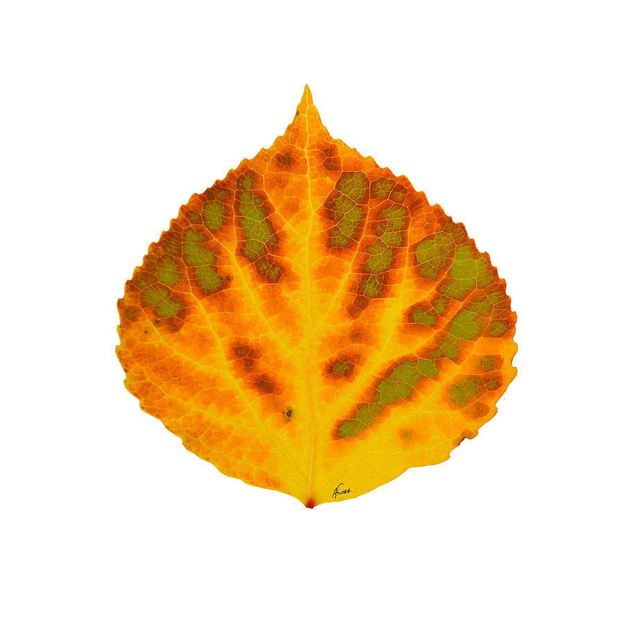 Green Orange Red and Yellow Aspen Leaf 1 Digital Art by Agustin Goba