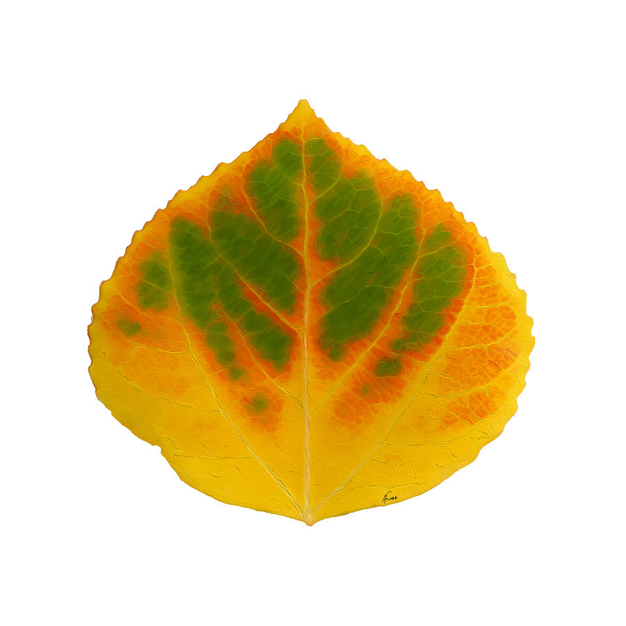 Green Orange Red and Yellow Aspen Leaf 3 Digital Art by Agustin Goba