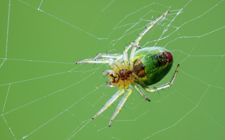 Green Orb Weaver Spider Photograph by Heath Mcdonald