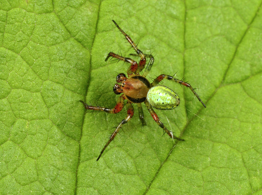 Spider Photograph - Green Orb-weaver Spider by Nigel Downer