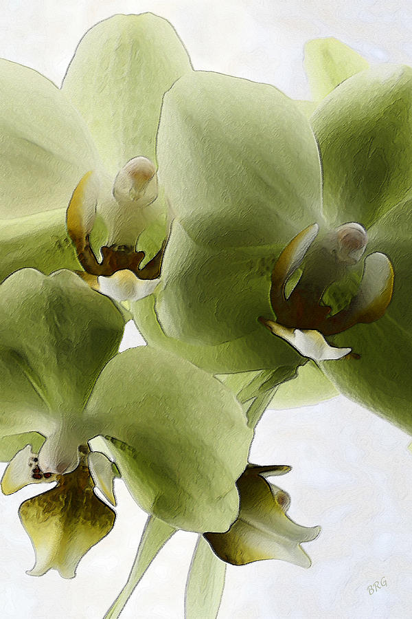 Green Orchid Photograph by Ben and Raisa Gertsberg
