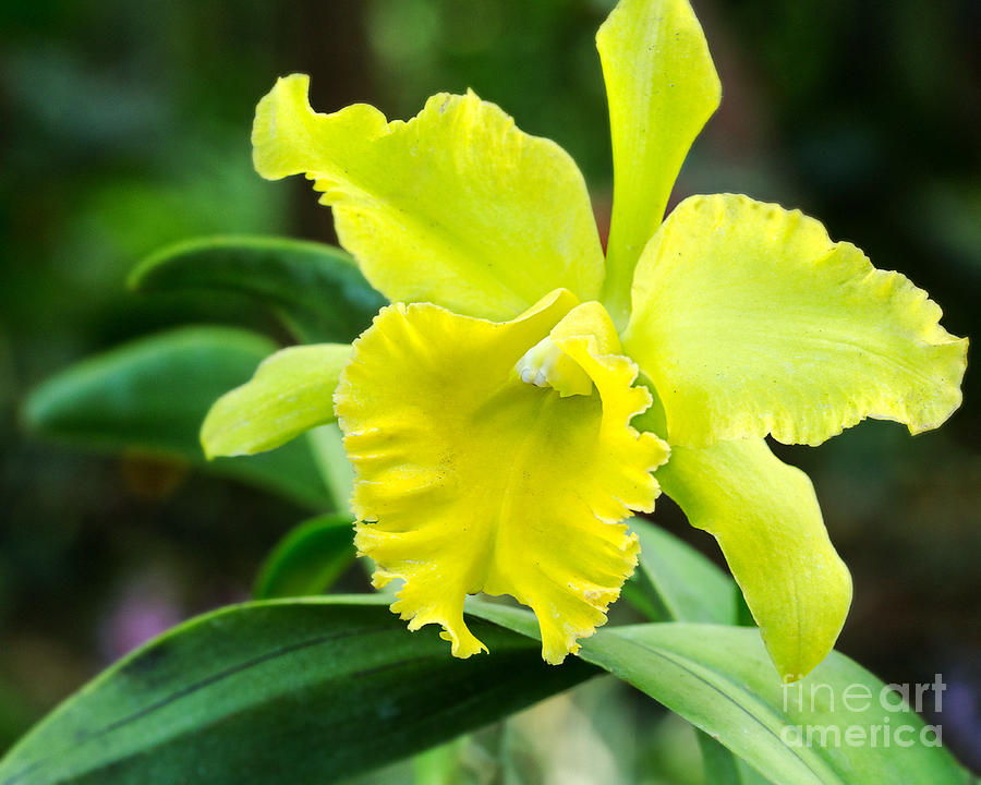 Flower Photograph - Green Orchid by Eyzen M Kim