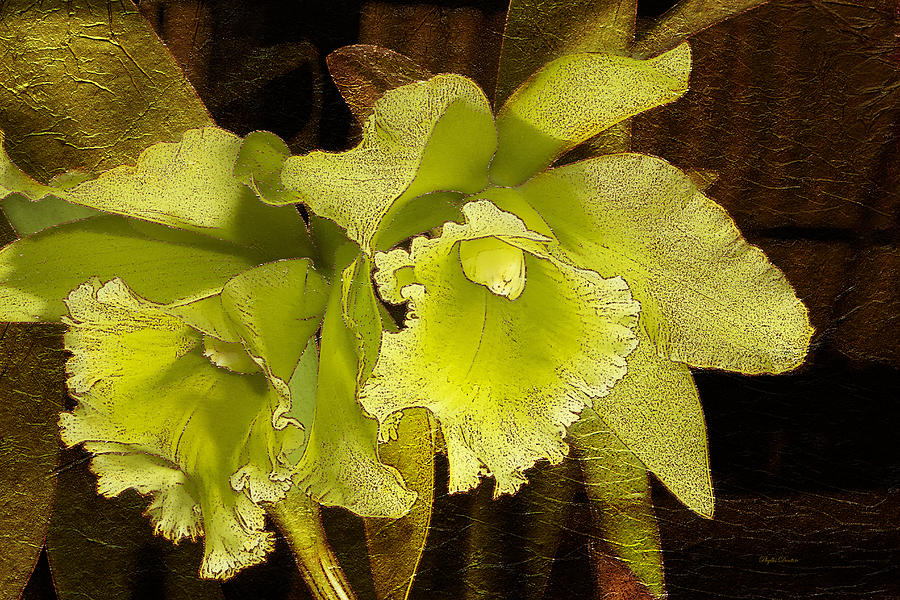 Green Orchids And Gold Leaf Photograph by Phyllis Denton