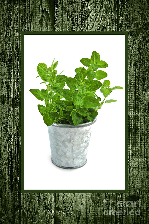 Pot Photograph - Green oregano herb in small pot by Elena Elisseeva