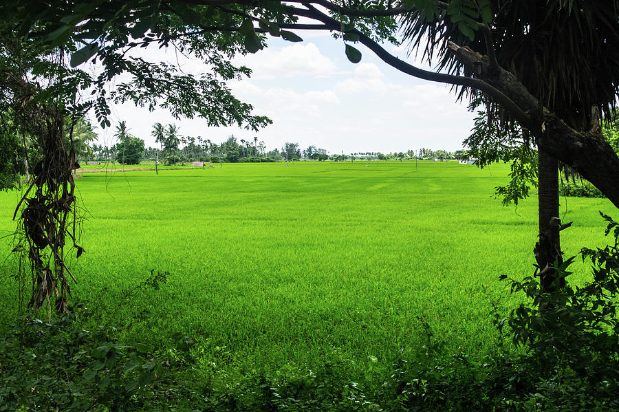 Green Paddy Field Photograph by Kumaravel