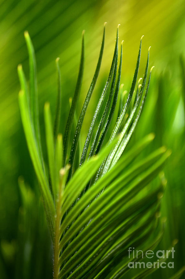 Green Palette Photograph by Deb Halloran