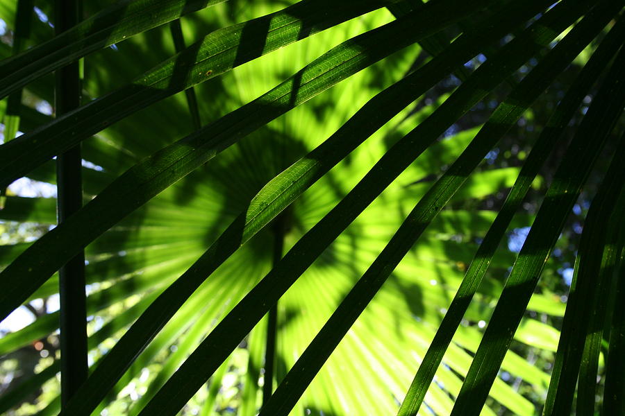 Leaves Photograph - Green Palm 2 by Mo Barton