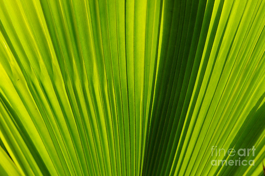 Palm Frond Photograph - Green Palm frond  5.1802 by Stephen Parker