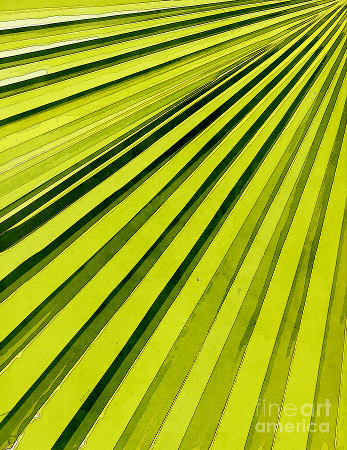 Green Palm Frond Photograph by Phil Perkins