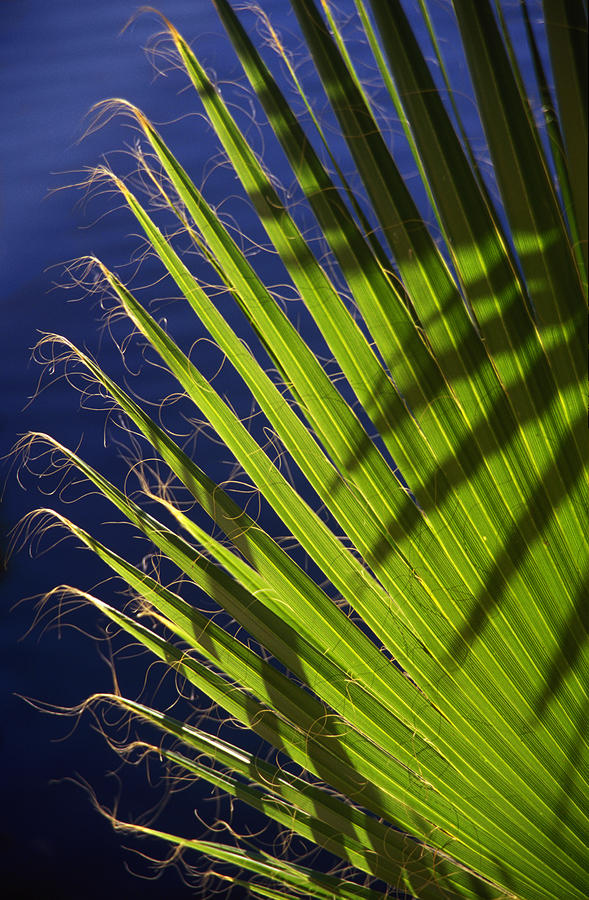 Green Palm Leaf along the River Walk in San Antonio Texas Photograph by ...