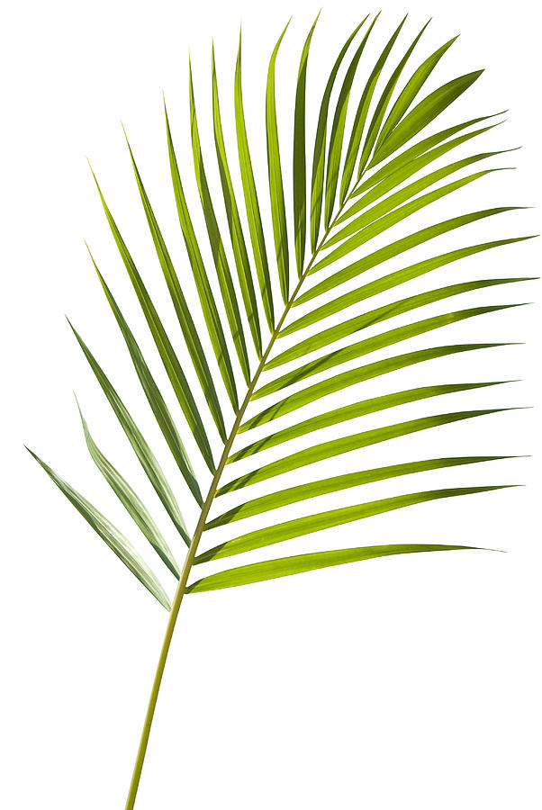 Green palm tree leaf with isolated on white clipping path Photograph by Joakimbkk