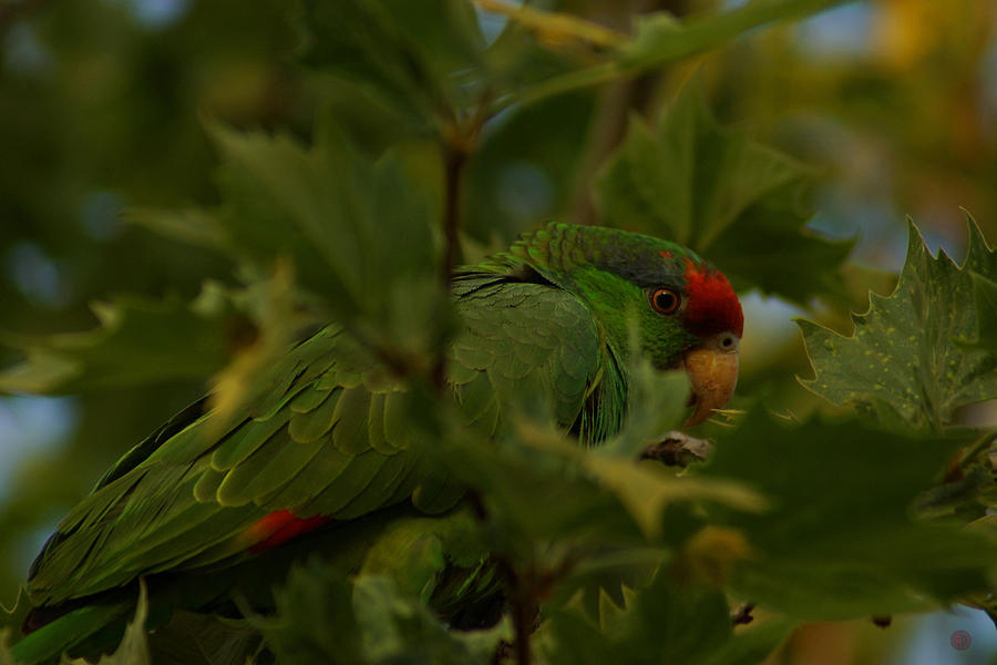 Green Parrot Camouflage Photograph