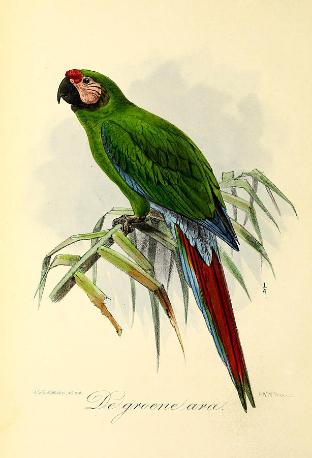 John James Audubon Painting - Green Parrot by Dreyer Wildlife Print Collections 