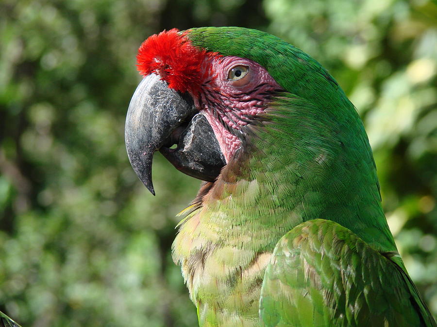 Green Parrot Photograph by LeeAnn Ramsey - Fine Art America