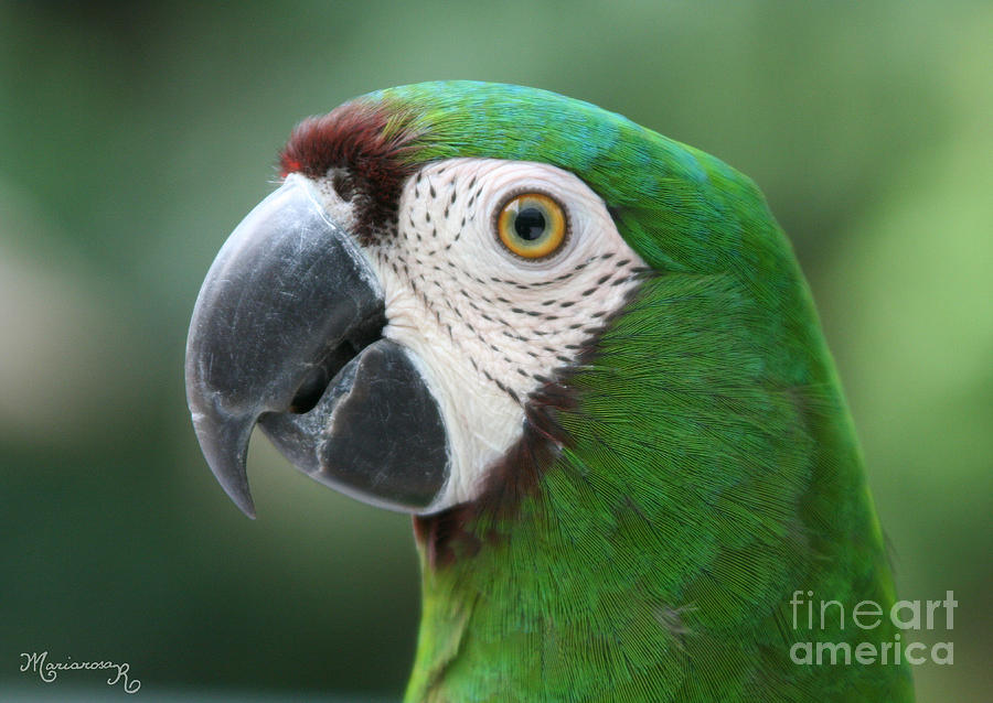 Parrot Photograph - Green Parrot by Mariarosa Rockefeller