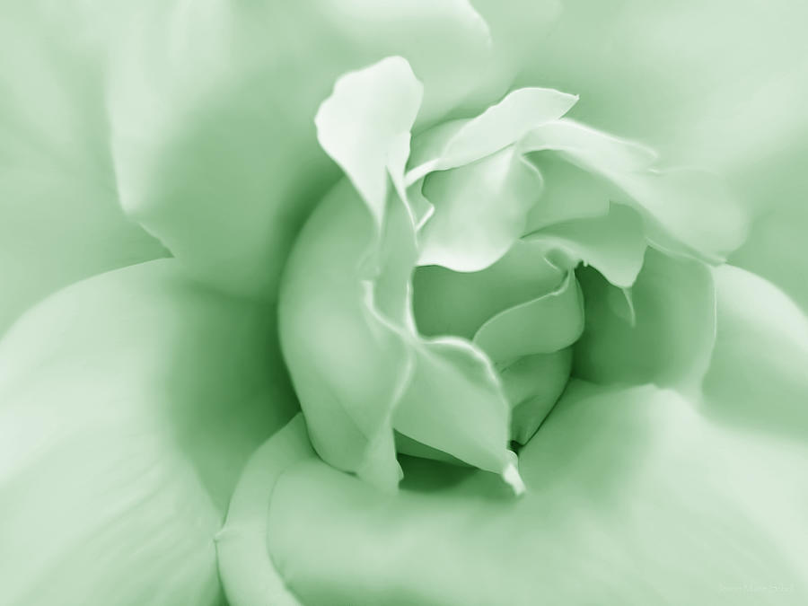 Green Pastel Rose Flower Photograph by Jennie Marie Schell
