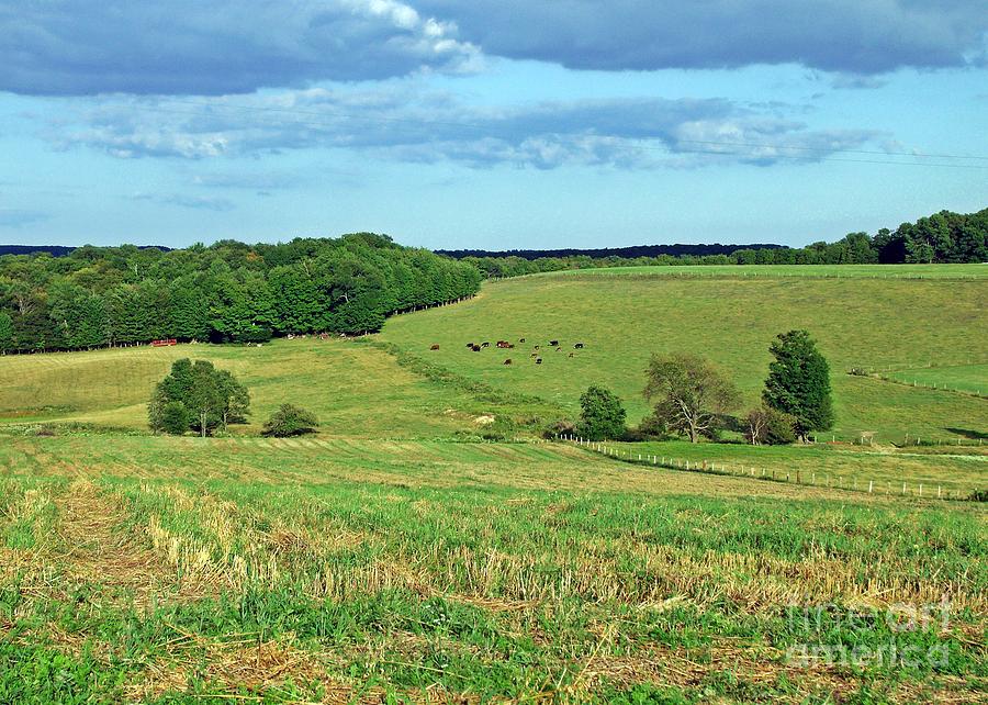 Green Pasture Photograph by Christian Mattison Fine Art America