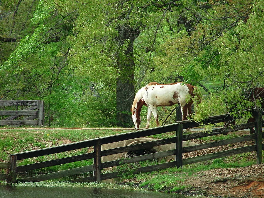 Horse Photograph - Green Pasture by Phil And Karen Rispin