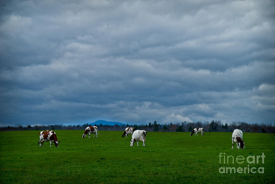Cow Photograph - Green Pastures by Alana Ranney