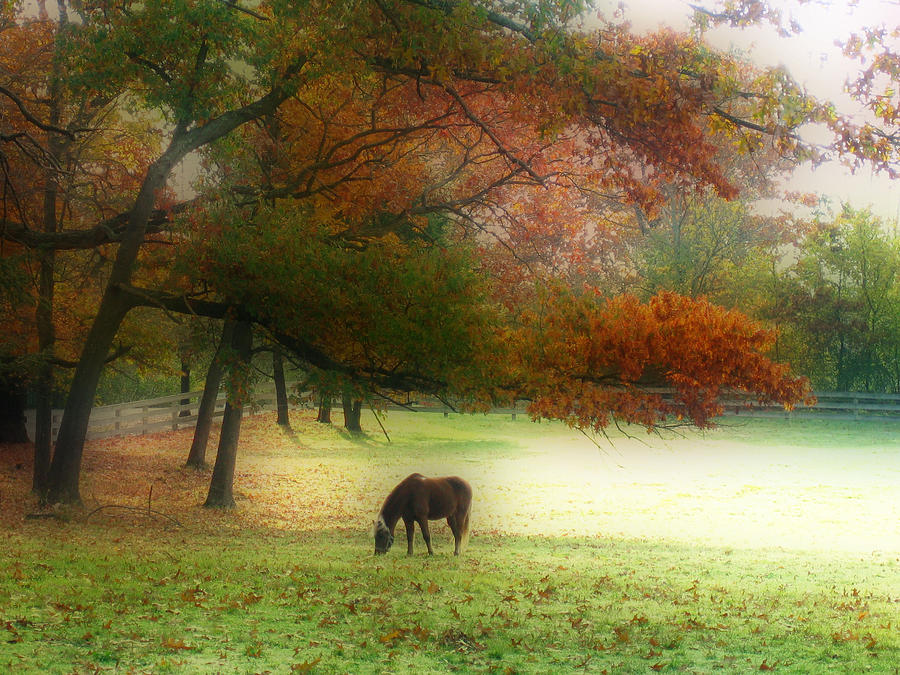 Fall Photograph - Green Pastures by Katina Borges