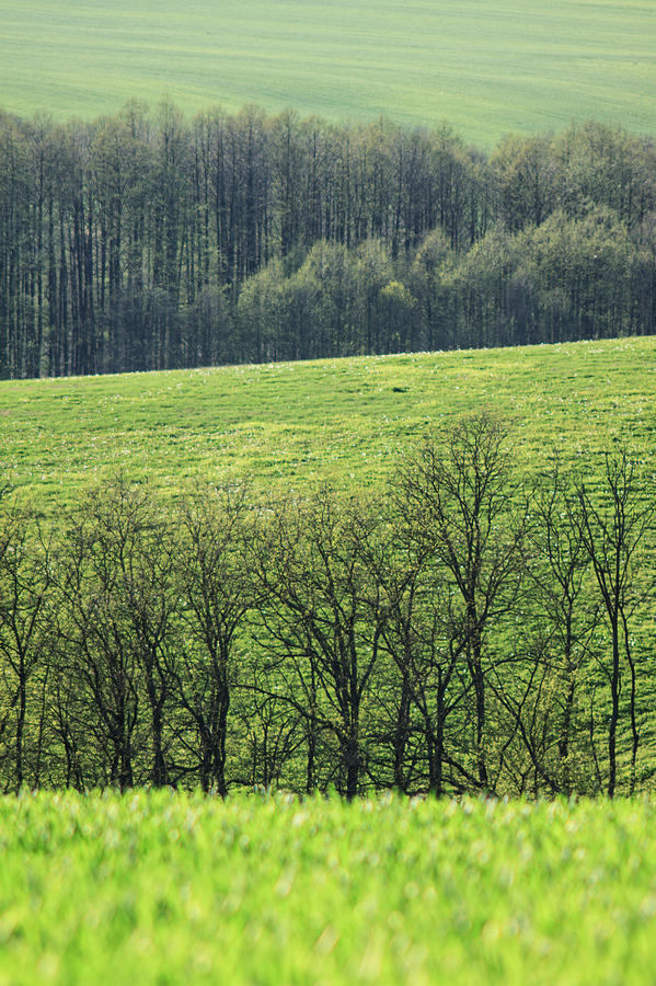 Landscape Photograph - Green peace by Davorin Mance