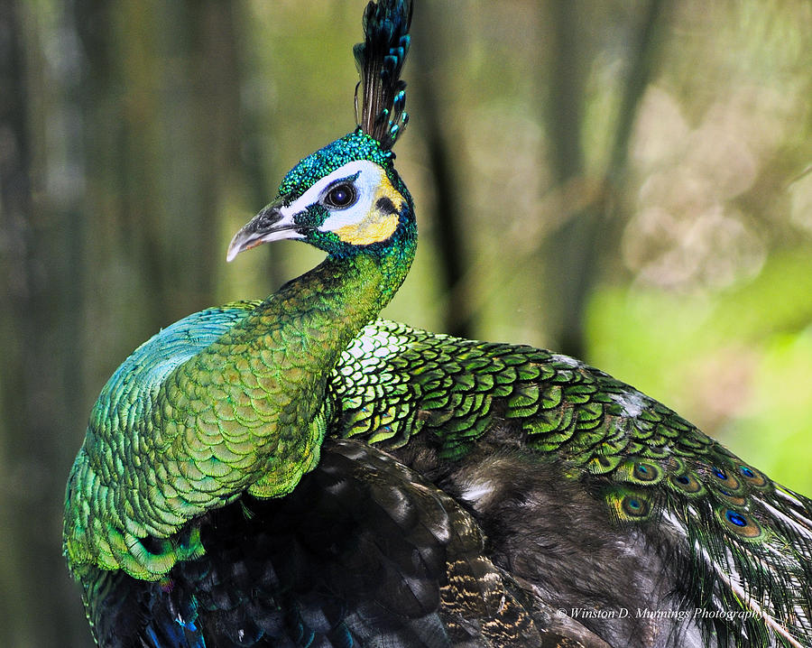 Green Peafowl Photograph by Winston D Munnings