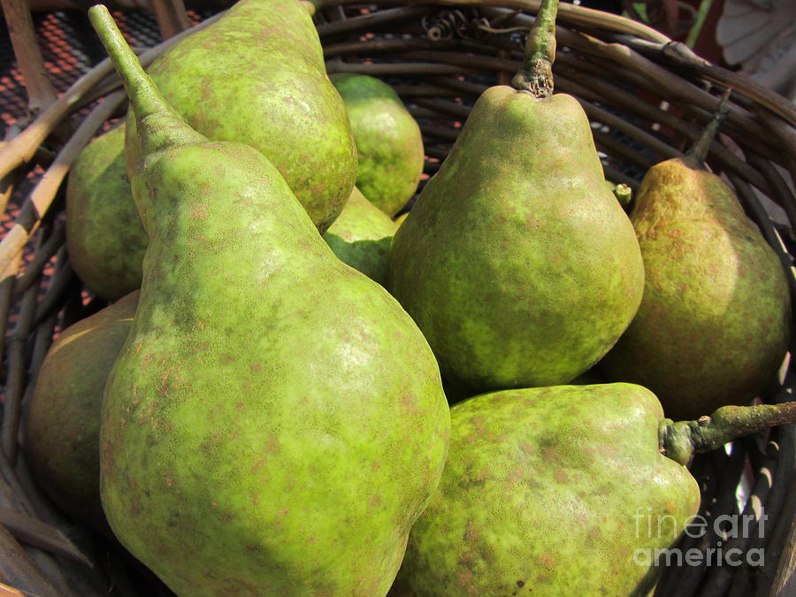 Green Pears - Fresh Picked Fruit Photograph by Susan Carella