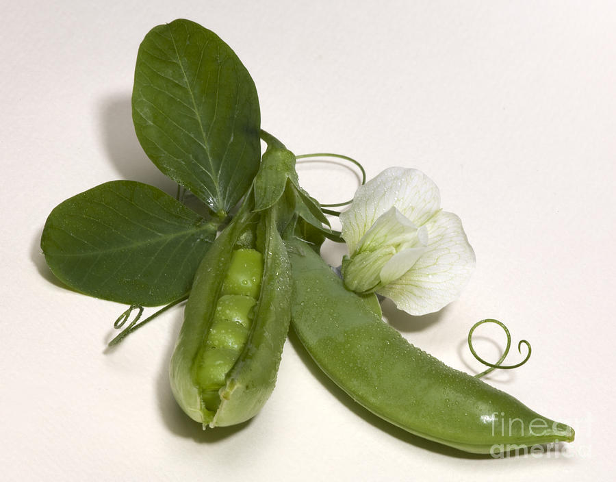 Vegetable Photograph - Green Peas in Pod with White Flower by Iris Richardson