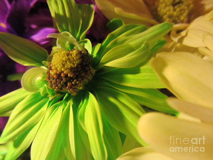 Green Petals - Flowers Photograph by Susan Carella