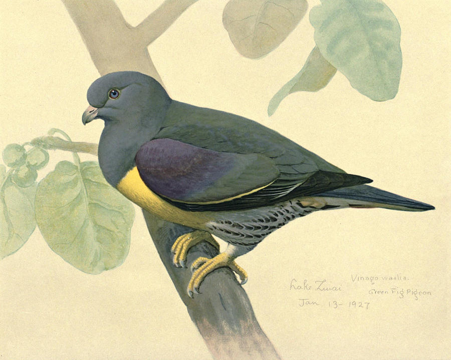 John James Audubon Painting - Green Pigeon by Dreyer Wildlife Print Collections 