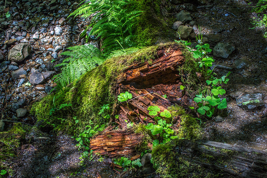 Green Plants And Red Wood On Forest Floor Photograph By Greg Stene
