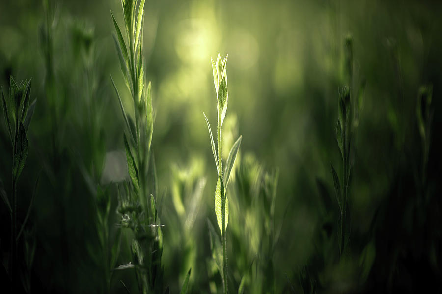 Green Plants With Light Source Photograph by Coolbiere Photograph