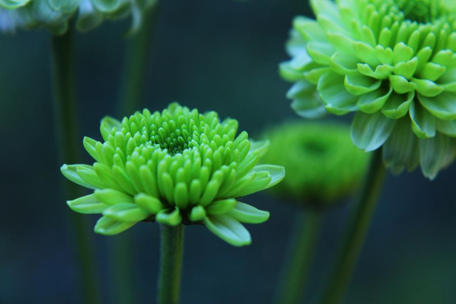 Green Pom Flowers Photograph by Carol Welsh - Fine Art America