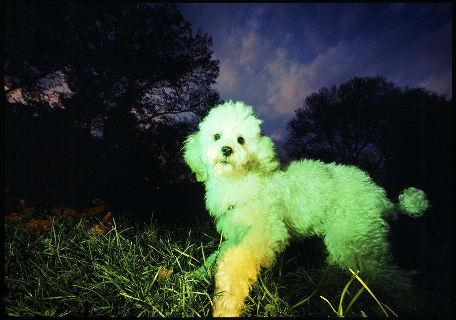 Green Poodle Photograph by Chip Simons