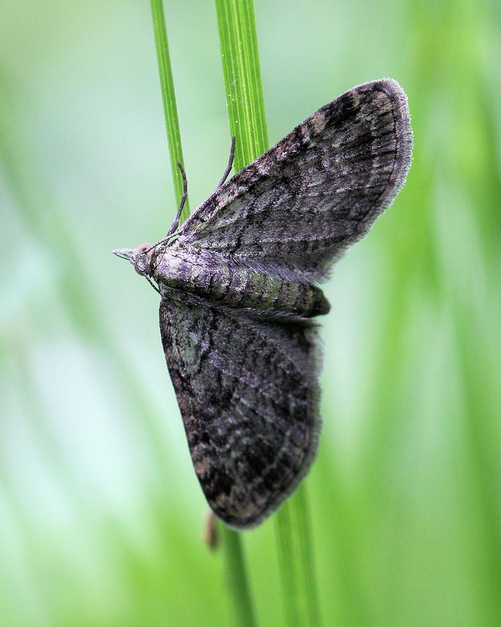 Green Pug Moth Photograph by Doris Potter