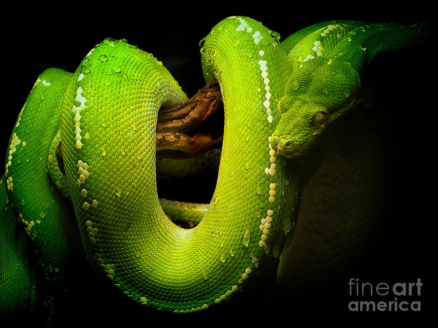 Green Python Photograph by Skip Willits
