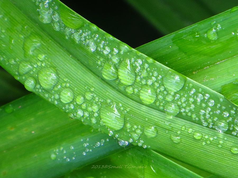 Green raindrops Photograph by Sonali Gangane