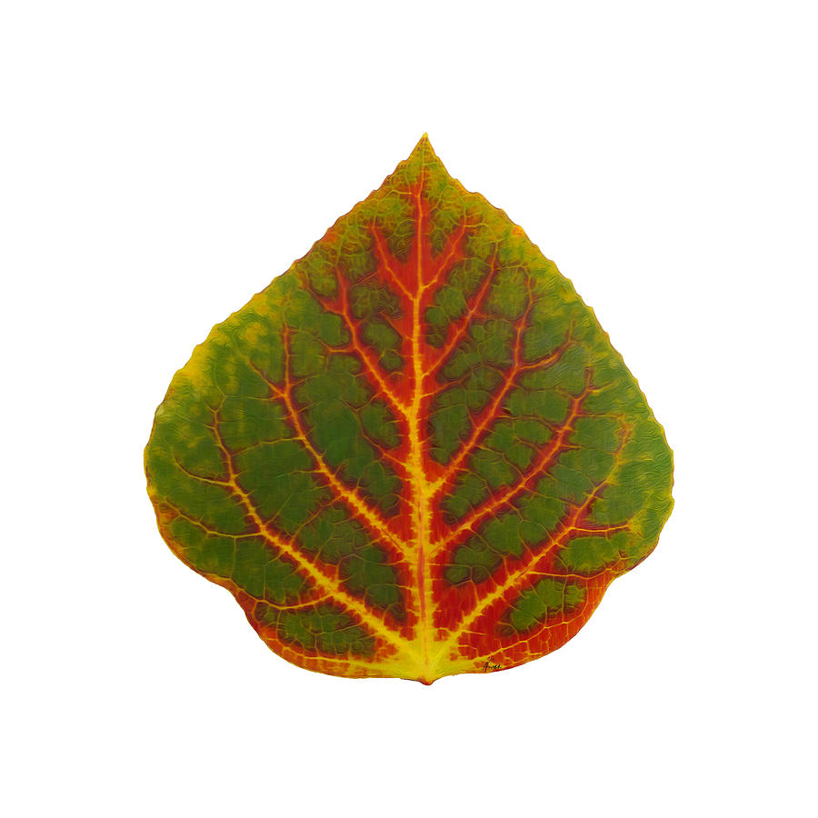 Green Red and Yellow Aspen Leaf 4 Digital Art by Agustin Goba