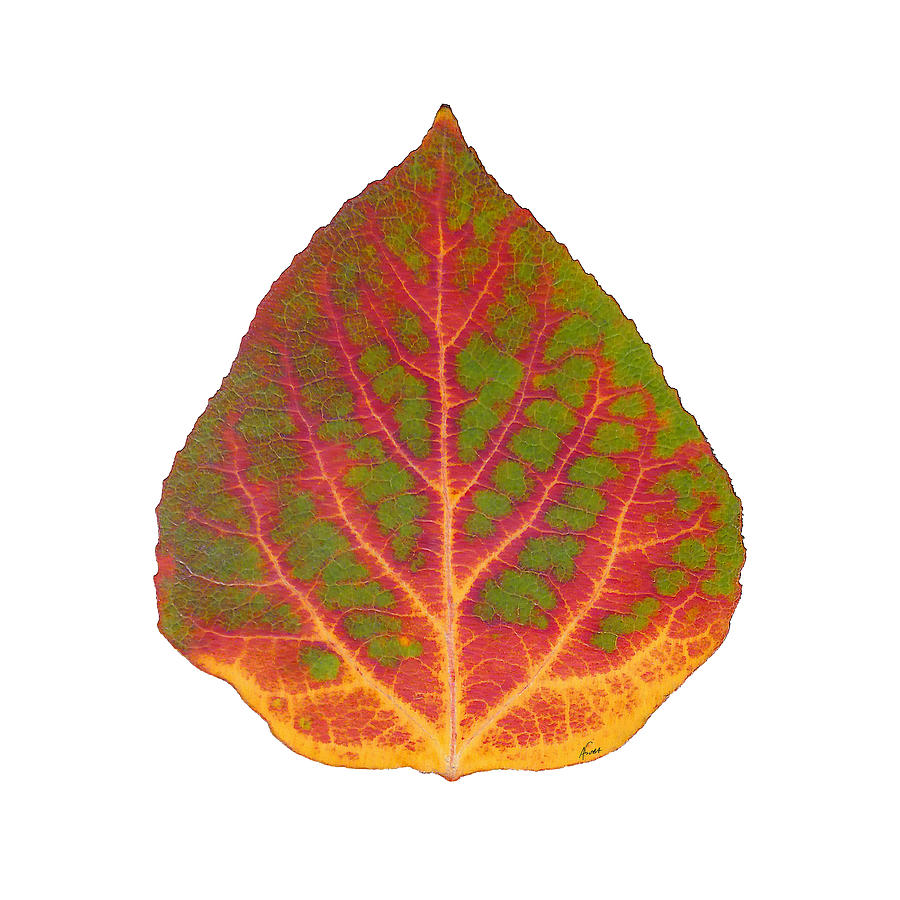 Green Red and Yellow Aspen Leaf 5 Digital Art by Agustin Goba